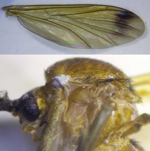 Orfelia sp.