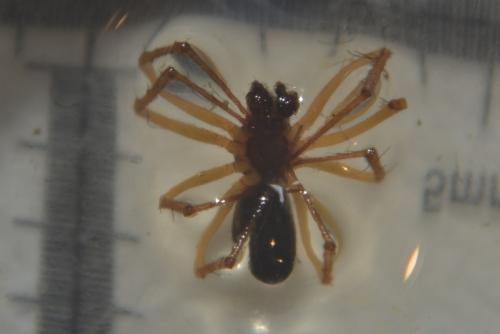 Neriene sp.