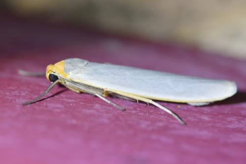 Réf. 304 146 : Eilema caniola