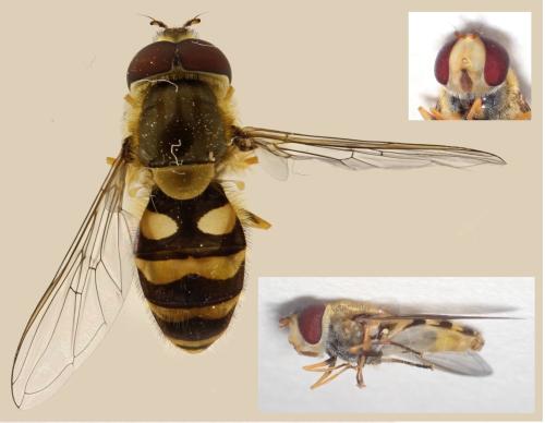 Réf. 304 881 : Syrphus vitripennis