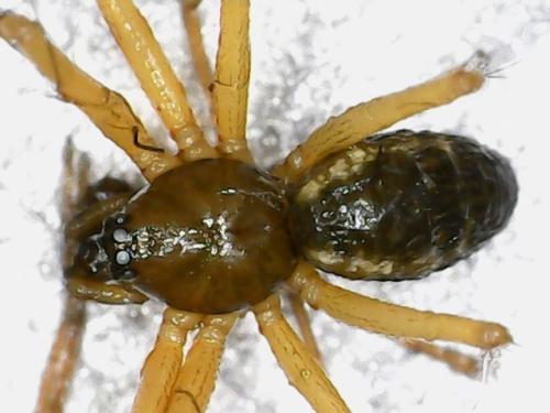 Neriene sp.