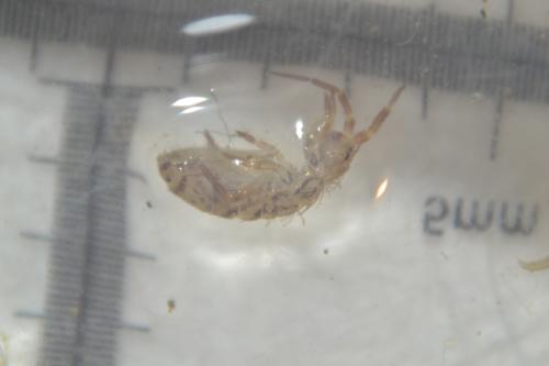 Réf. 304 555 : Orchesella villosa