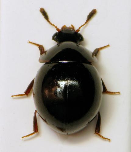 Réf. 304 527 : Cyrtoplastus seriepunctatus