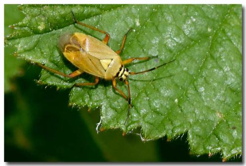 Réf. 304 218 : Brachycoleus pilicornis
