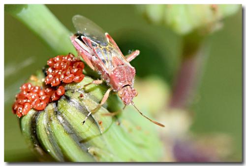 Liorhyssus hyalinus