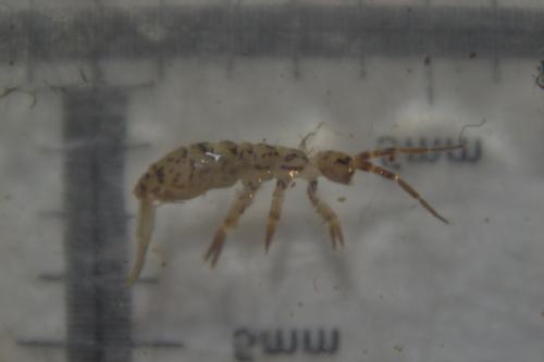 Réf. 304 554 : Orchesella villosa