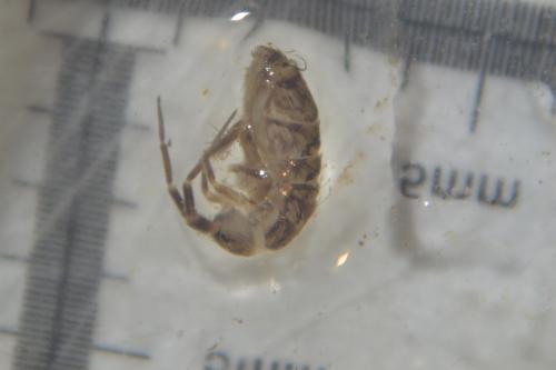 Réf. 304 551 : Orchesella villosa