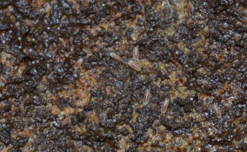 Buchnerillo atlanticus