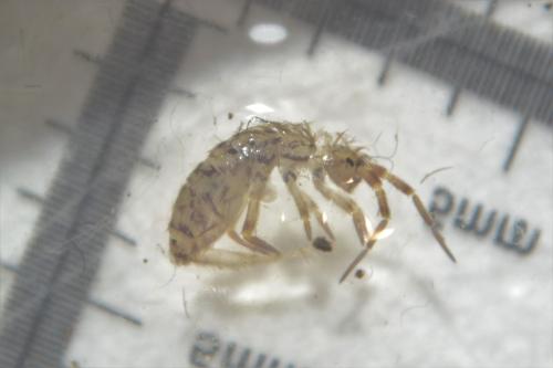 Réf. 304 553 : Orchesella villosa