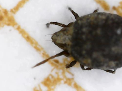 Réf. 304 648 : Xenillus tegeocranus