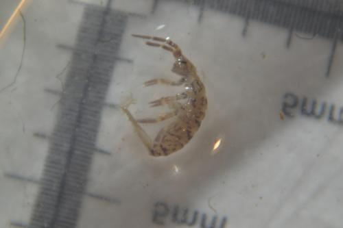 Réf. 304 552 : Orchesella villosa