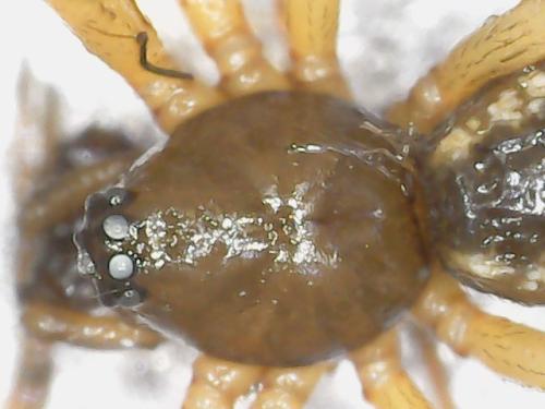 Neriene sp.