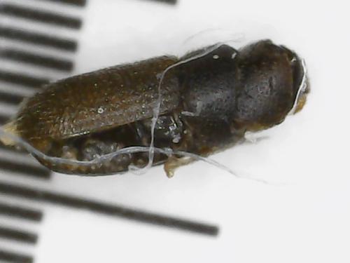 Réf. 304 913 : Scolytinae inconnu