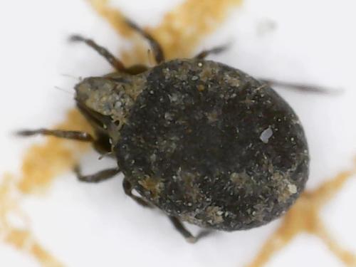 Réf. 304 647 : Xenillus tegeocranus