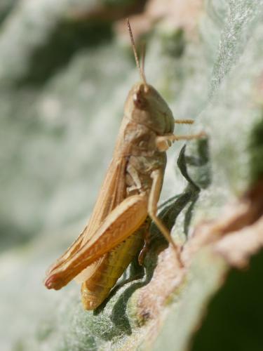 Chorthippus apricarius apricarius