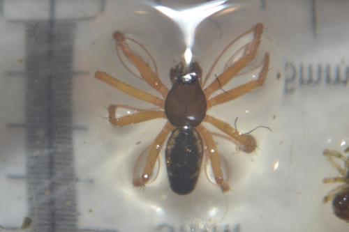 Neriene sp.