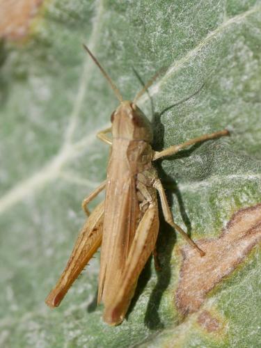 Chorthippus apricarius apricarius