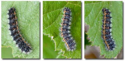 Saturnia pavonia