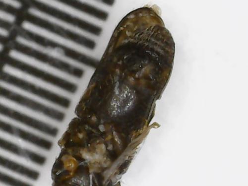 Réf. 304 912 : Scolytinae inconnu