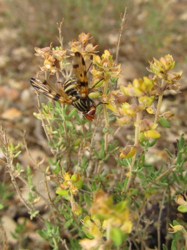 Otites porcus