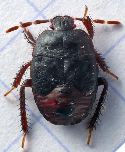 Réf. 304 724 : Cydnus aterrimus