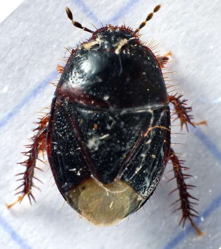 Microporus nigrita