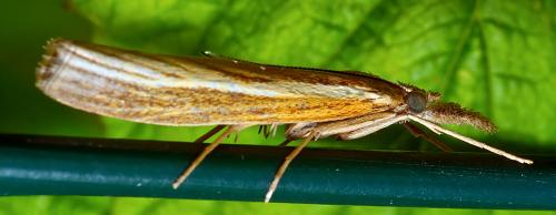 Agriphila tristella