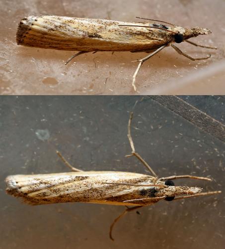 Réf. 304 905 : Agriphila inquinatella