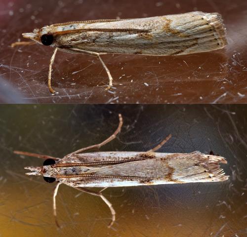 Réf. 304 906 : Agriphila geniculea