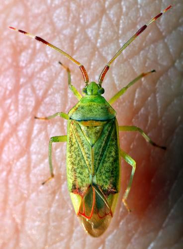 Pantilius tunicatus