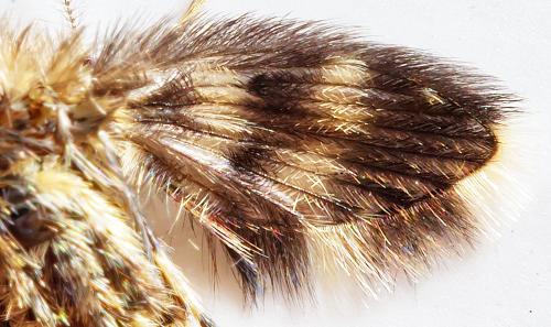 Réf. 304 309 : Pericoma sp.