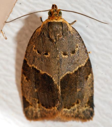 Clepsis dumicolana
