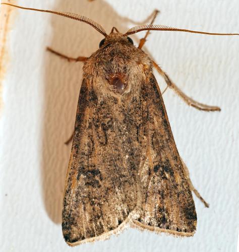 Réf. 304 027 : Agrotis segetum