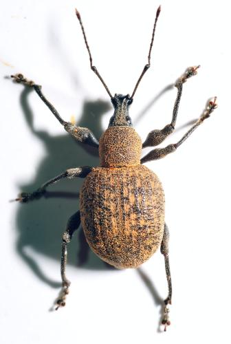 Réf. 304 251 : Otiorhynchus armadillo