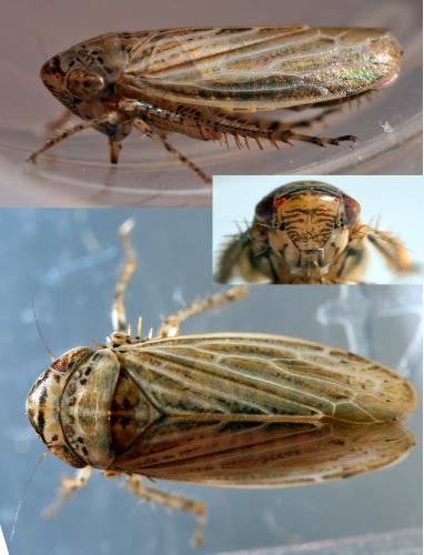 Réf. 304 288 : Streptanus aemulans