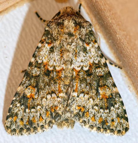 Réf. 304 227 : Hecatera dysodea