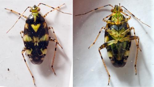 Liocoris tripustulatus