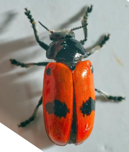 Réf. 304 430 : Clytra laeviuscula