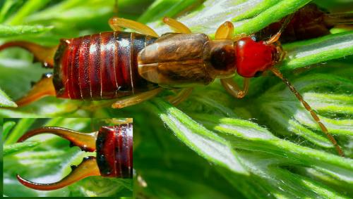 Forficula auricularia