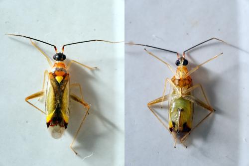 Campyloneura virgula