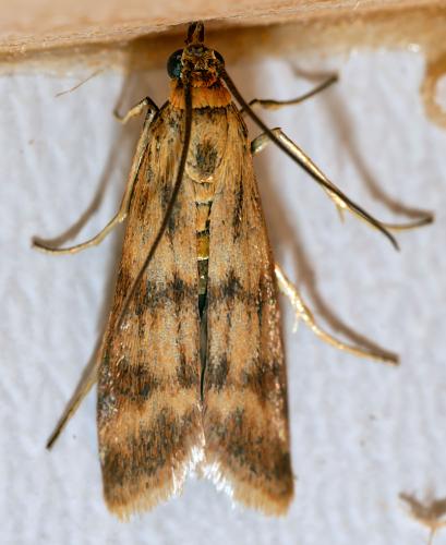 Homoeosoma sinuella
