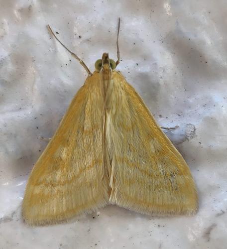 Réf. 304 408 : Sitochroa verticalis