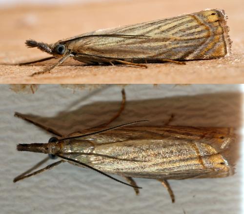 Réf. 304 831 : Chrysoteuchia culmella