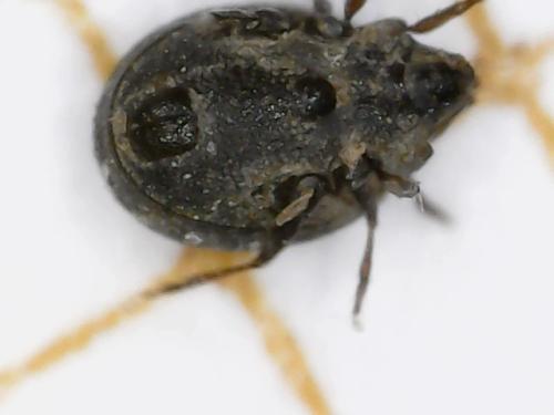 Réf. 304 649 : Xenillus tegeocranus