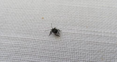 Halyomorpha halys