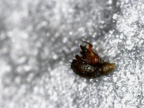 Neriene sp.