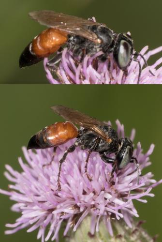 Réf. 304 893 : Tachysphex sp.