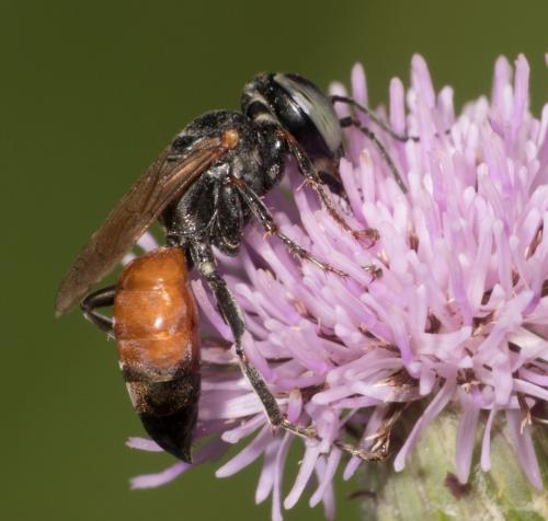 Réf. 304 892 : Tachysphex sp.