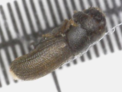Réf. 304 910 : Scolytinae inconnu