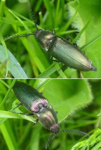 Ctenicera pectinicornis